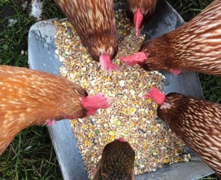 Layyah Poultry Protein